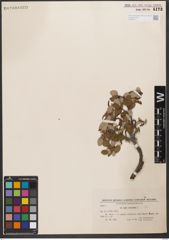 Foto von Salix reticulata L.